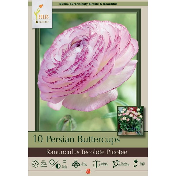 10 Ranunculus Pink Persian Buttercup Fragrant Perennial Spring Garden Plant Bulb 10 Ranunculus Pink Persian Buttercup Fragrant Perennial Spring Garden Plant Bulb